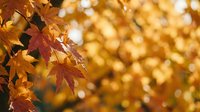 Vibrant autumn maple leaves in warm golden sunlight with soft bokeh background creating seasonal fall atmosphere for nature photography and design projects.