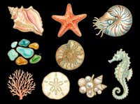 Watercolor ocean clipart set with shells, starfish, seahorse, coral, ammonite, sea glass, and pearl brooch, isolated on transparent background for stickers, T-shirts, print on demand.