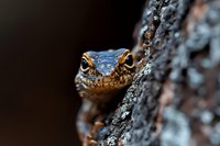 Close-up portrait of small lizard with bright blue eyes perched on textured tree bark in natural outdoor environment for wildlife photography projects.