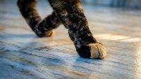 Close-up of a tabby cat paw stepping on a tiled floor, showcasing soft fur texture and natural feline grace in warm light.