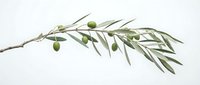 Olive branch with green fruits and leaves isolated on white background, ready for culinary, food packaging, and design projects.
