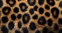Close up of leopard fur pattern showing detailed spots and rosettes on golden brown background, natural wild animal texture for fashion and design projects.
