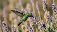 Green hummingbird feeding on purple lavender flowers in natural garden setting with soft bokeh background for nature and wildlife photography.