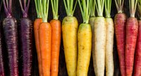 Fresh rainbow carrots in vibrant colors from purple to red arranged in row on dark background. Organic heirloom vegetables for healthy cooking and nutrition.