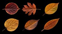 Six autumn leaves in warm red, orange, and brown tones, isolated on transparent background. Ready for clipart, stickers, t-shirt design, sublimation, and print on demand.