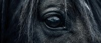 Close-up of a dark horse's eye with flowing mane, capturing equine emotion and detail for animal, wildlife, and nature-themed projects.