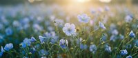 Delicate blue wildflowers blooming in soft morning sunlight creating dreamy bokeh effect. Natural floral meadow scene for spring backgrounds and botanical designs.