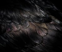 Dark iridescent bird feathers with purple and bronze metallic sheen creating natural texture pattern for backgrounds and design projects.