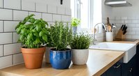 Fresh herbs growing in decorative pots on modern kitchen counter near window. Basil, rosemary and thyme plants for cooking and home gardening.