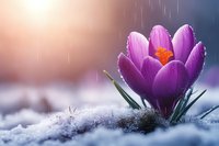 Purple crocus flower blooming through melting snow in early spring rain with soft sunlight creating atmospheric mood.