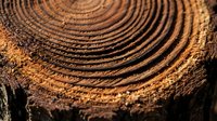 Close-up of tree ring cross-section showing annual growth patterns in warm brown and golden tones, suitable for environmental, forestry, and nature-themed projects.