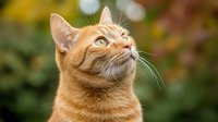 Ginger cat with alert expression looking up against blurred natural background, whiskers prominent and ears perked. Portrait captures feline curiosity and attention.