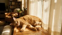 Orange tabby cat sleeping peacefully on wooden floor in warm sunlight streaming through window in cozy home interior for pet lifestyle content.