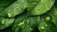 Fresh green leaves covered with water droplets, ideal for nature, environmental, and wellness design projects.
