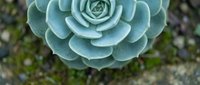 Blue-green succulent plant with rosette formation growing in natural garden setting with blurred background for botanical and gardening projects.