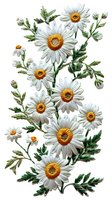 Beautiful white daisies with orange centers on green stems, isolated on white background. Perfect for floral designs, greeting cards, and botanical illustrations.