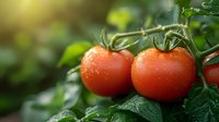 Fresh ripe tomatoes with water drops growing on vine, green leaves in natural sunlight. Close up macro of organic vegetables in garden.