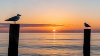 Two seagulls perched on wooden posts during golden hour sunset over calm ocean waters with warm orange and pink sky colors reflecting on sea surface.