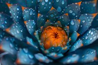 Stunning macro photography of blue lotus flower petals with water drops and orange center, perfect for wellness, spa, or meditation designs. Natural abstract background.