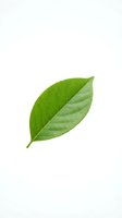 Single fresh green leaf isolated on white background, showing detailed veins and natural texture. Suitable for organic, eco-friendly, and botanical design projects.