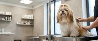 Professional dog groomer styling fluffy bearded collie with long golden coat on grooming table in modern pet salon with natural lighting and care products.