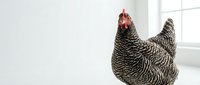 Barred Rock hen with black and white striped feathers standing indoors near window, domestic poultry bird for farm and agriculture concepts.