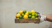 Farmer holding wooden crate filled with fresh yellow and green limes and lemons, harvested citrus fruits for farmers market, agriculture and organic produce.