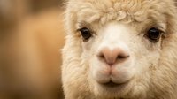 Cream-colored alpaca with fluffy wool coat and gentle expression, close-up portrait showing facial features and soft fur texture for animal and wildlife content.