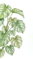 Watercolor monstera deliciosa plant with split leaves on white background for botanical home decor and tropical interior design projects.