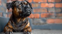 Attentive Bullmastiff dog with brown and black coat looking up against brick wall background, close-up portrait showing loyal expression and muscular features.