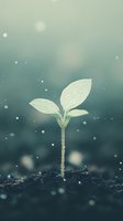 Young green seedling growing from soil in morning dew with water drops and bokeh lights on teal background, representing new life and growth.