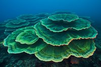 Vibrant green coral formations underwater showing layered growth patterns and fluorescent edges against deep blue ocean background, marine ecosystem photography.