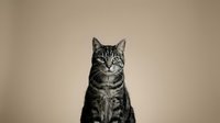 Adorable tabby cat sitting upright against neutral beige background, perfect for pet care advertising, veterinary clinics, and animal welfare campaigns.