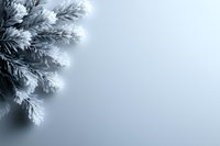 Frost covered pine branches against light blue winter background with copy space, creating serene seasonal atmosphere for holiday designs.