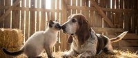 Young kitten and basset hound puppy playing together in rustic barn setting with hay, depicting friendship between different animal species and pet companionship.