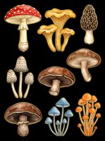 Mushroom collection featuring eight different varieties isolated on transparent background, ready for t-shirt design, clipart, stickers, sublimation and print-on-demand projects.