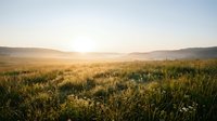 Golden sunrise over expansive meadow with wildflowers and distant mountains, ideal for nature, landscape, and environmental design projects.