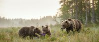 Brown bear family with mother and cubs foraging in misty forest meadow at dawn, wildlife and nature conservation stock photo.