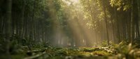 Sunlight filters through tall forest trees creating a serene woodland path with moss-covered ground and golden light rays, suitable for nature backgrounds and environmental design projects.