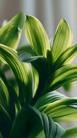 Vibrant green striped houseplant leaves with yellow variegation creating natural patterns in soft indoor lighting for home decor and botanical themes.