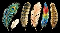 Colorful feathers collection isolated on transparent background, ready for t-shirt design, clipart, stickers, sublimation and print-on-demand projects.