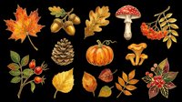 Autumn leaves, acorns, pinecone, mushroom, rowan berries, pumpkin, chanterelle mushrooms, and seasonal foliage isolated on transparent background. Ready for t-shirt designs, clipart, stickers, print-on-demand products, and sublimation projects.
