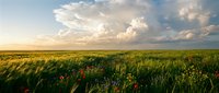 Vast green meadow with wildflowers under dramatic cloudy sky at golden hour. Rural countryside landscape for nature and agriculture concepts.