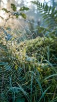 Spider web covered in morning dew drops with tropical plants in soft focus background creating natural garden scene for nature photography projects.