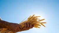 Farmer holding golden wheat ears against clear blue sky, harvesting grain crop for agriculture and food production.