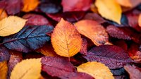 Vibrant autumn leaves in rich burgundy red, golden yellow and orange hues scattered on ground creating natural seasonal pattern, macro close up view of fall foliage.
