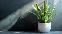 Snake plant in white ceramic pot with dramatic shadow on textured wall. Modern minimalist home decor and indoor gardening concept for interior design.