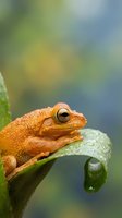 Small orange frog sitting on green leaf with water droplets in natural habitat with soft bokeh background for wildlife and nature projects.