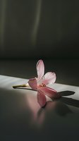 Delicate pink lily flower lying on dark surface in dramatic lighting with soft shadow, creating moody atmospheric composition for emotional storytelling and design.