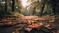 Autumn leaves scattered on forest path with golden sunlight filtering through trees creating warm seasonal atmosphere for nature and outdoor recreation concepts.